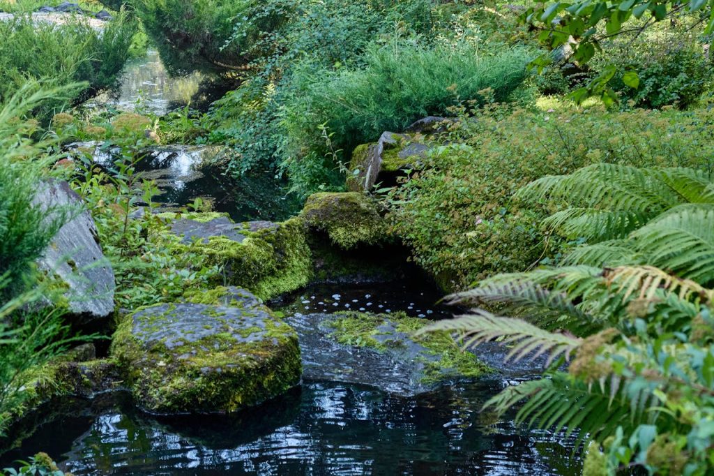 Peaceful forest stream with lush greenery and moss-covered stones, creating a serene landscape.